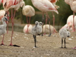 FZ029949 Greater flamingo chicks (Phoenicopterus roseus).jpg